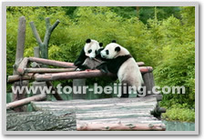 China Train Tour Starting from Chengdu